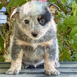 L63-06 - Blue female Australian Cattle Dog puppy in Sheridan, Oregon from 6pk Cattledogs
