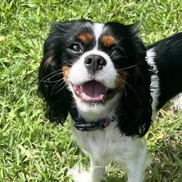 Cavalier King Charles Spaniels from Crowned by the Coast Cavaliers NWFL