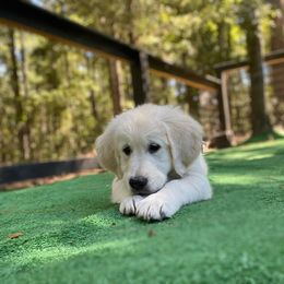 Golden Retriever Puppies from Smokey Mountain English Goldens