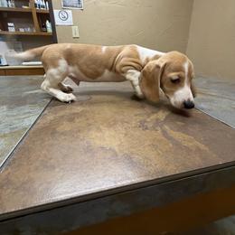 Little cow - Dapple male Dachshund puppy in Irving, Texas from DFW Dachshunds by G & S