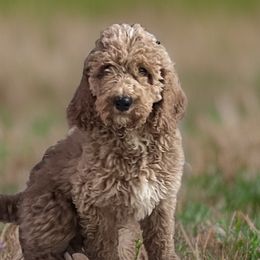 Poodles from Pipers Standard Poodles and Doodles