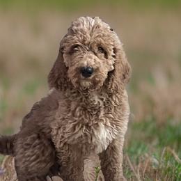 Poodles from Pipers Standard Poodles and Doodles