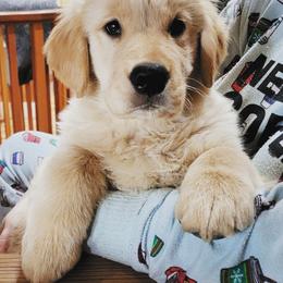 Golden Retriever Puppies from DoubleTake Goldens