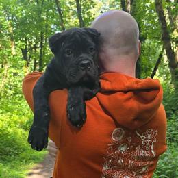 Purple collar - Black female Cane Corso puppy in Springfield, Oregon from PNW Cane Corsos