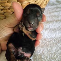 Oliver - Black and tan male Yorkshire Terrier puppy in Blacksburg, South Carolina from Hess Pooches LLC