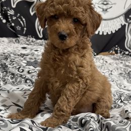Coco - Red  female Poodle puppy in Houston (Rosenberg Area), Texas from Danielle's Poodles