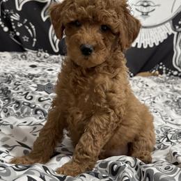Coco - Red  female Poodle puppy in Houston (Rosenberg Area), Texas from Danielle's Poodles