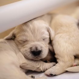 Golden Retriever Puppies from Faded Ash Goldens