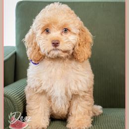 Penny - Red female Cockapoo puppy in Connersville, Indiana from Deaz Doodle Ranch