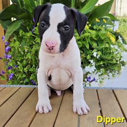 Dipper - Black brindle male American Staffordshire Terrier puppy in Clintwood, Virginia from SkyBlue Kennel
