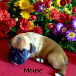 Mouse (AKC) - Fawn male Boxer puppy in Galt, California from Black Dymond Boxers