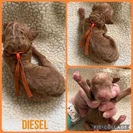 Diesel - Red  male Poodle puppy in Mount Vernon, Illinois from AMC Poodles