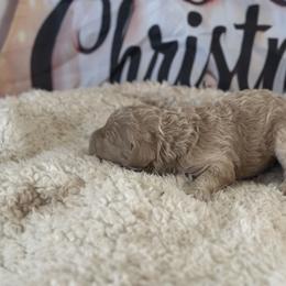 Bow - Apricot male Goldendoodle puppy in Waynesboro, Virginia from Forest Creek Kennel