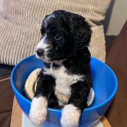 Goldfinch, yellow - Black and white female Aussiedoodle puppy in Grand Haven, Michigan from Happy Hippy Doodles