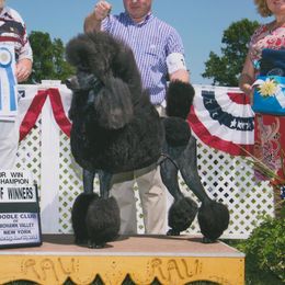 Vader - Poodle