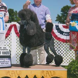Vader - Poodle