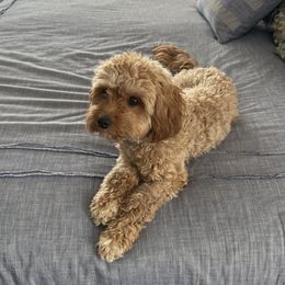 Indie - Cavapoo