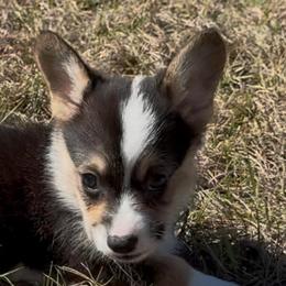 AKC Orange - Black and tan male Pembroke Welsh Corgi puppy in Summerfield, Florida from Promise Land Farm