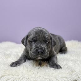 Grey Girl 1 - Gray brindle female Cane Corso puppy in Haslet, Texas from Trained To Go Corso Kennels (T.T.G. Corso Kennels)