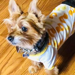 Yorkshire Terriers from Abernathy Yorkies