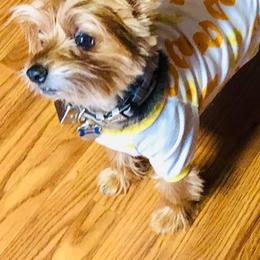 Yorkshire Terriers from Abernathy Yorkies