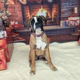 Yin - Fawn female Boxer puppy in Mountain Home, Idaho from LJK Boxers & Toy Aussies