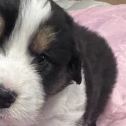 Australian Shepherds from Robyne's Aussies
