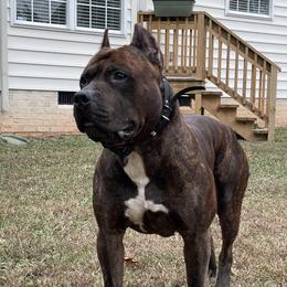 Radar - American Pit Bull Terrier