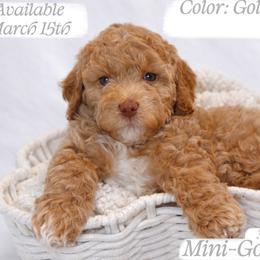 Silver - Apricot female Goldendoodle puppy in Reno, Nevada from Darling Doodles