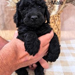 Creek - Black male Poodle puppy in Woodleaf, North Carolina from Circle T Ranch K9s