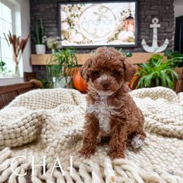 ..::  c  h  a  i  ::..  ( t e d d y .::. b e a r ) - Red  male Poodle puppy in Hooper, Utah from Anchor Dogs