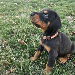 Boy 3 - Black and rust male Doberman Pinscher puppy in Midlothian, Virginia from Morgan Doberman Kennel
