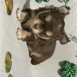 February - Chocolate and tan male Chihuahua puppy in Austin, Indiana from Dog Bones N Harmony