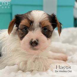 Hayes - male Yorkshire Terrier puppy in Scottsdale, Arizona from Lil Luxe Pups