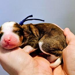 Avalanche - Chocolate merle male Bernedoodle puppy in Forest, Ohio from Mini Doodle Buddies