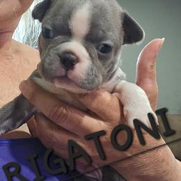 RIGATONI  Boy 1 ( 2nd born) - Blue male Boston Terrier puppy in Versailles, Indiana from Benhams Bostons