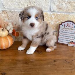 Wendy - Red merle female Miniature Australian Shepherd puppy in Midway, Texas from L Bar W Aussie Ranch