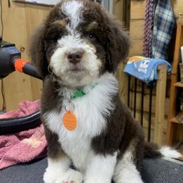 Bernedoodle puppies from Hawk Mountain Doodles