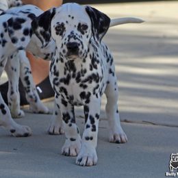 Girl 4 - White and black female Dalmatian puppy in Lake Mathews, California from Bully Market
