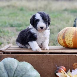 Bernedoodle and Sheepadoodle Puppies from Cooper Creek Puppies