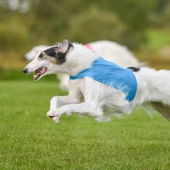 Borzois from Summerlane Borzoi