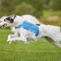 Borzois from Summerlane Borzoi