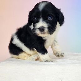 Eleanor - Black and white female Cockapoo puppy in Louisburg, North Carolina from Raven Oak's Mini Cockapoos