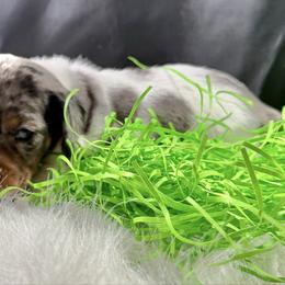 Shelly - Gray (blue) and cream female Dachshund puppy in Fort Worth, Texas from Louis' Litters
