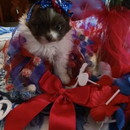 Melody - Chocolate parti female Pomeranian puppy in Beaumont, Texas from Pomtastic Poms