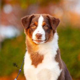 Miniature American Shepherd Puppies from TaraFox Miniature American Shepherds