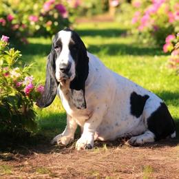 Perdita - Basset Hound