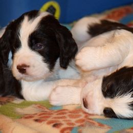 English Springer Spaniel Puppies from Brendael Springer Spaniels