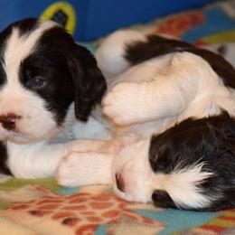English Springer Spaniel Puppies from Brendael Springer Spaniels
