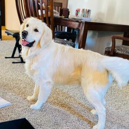 Nate - Golden Retriever